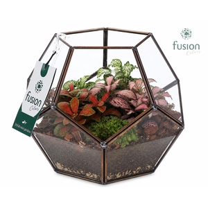 Geometrisch planter Medium met Fittonia arrangement