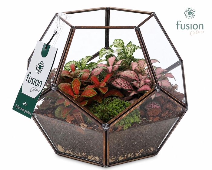 <h4>Geometrisch planter Medium met Fittonia arrangement</h4>