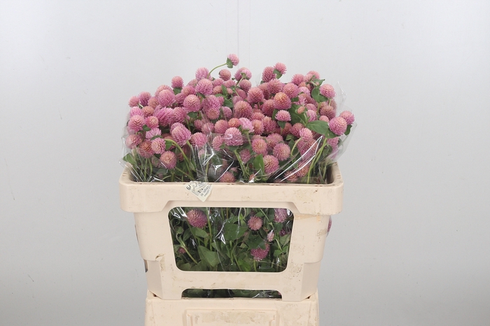 Gomphrena Gl. Pink