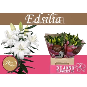 LI OR DU RL EDSILIA