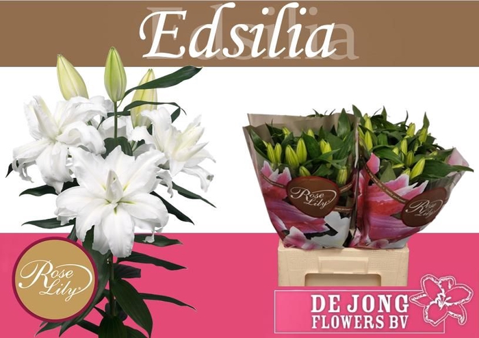 <h4>LI OR DU RL EDSILIA</h4>