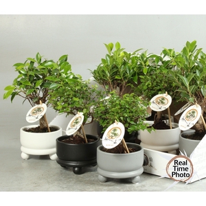 BONSAI GEM