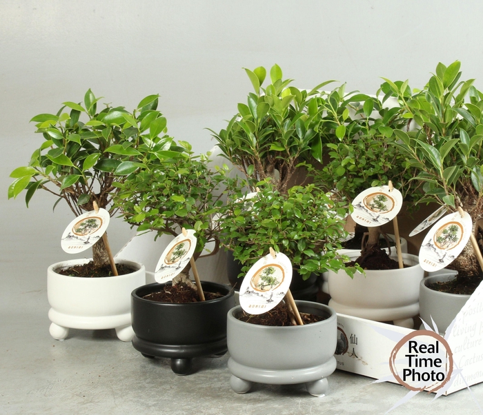 <h4>BONSAI GEM</h4>