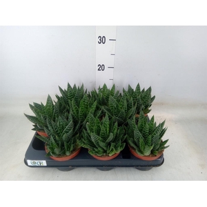 Gasteria