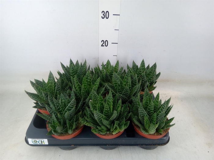<h4>Gasteria</h4>