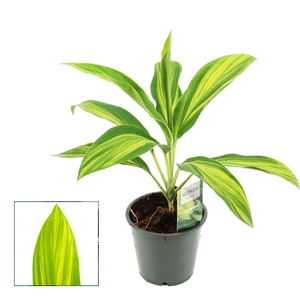 Cordyline Vanilla Queen 12 cm (Scenza)