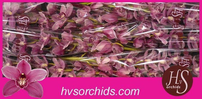 <h4>CYMB T MONICA 80 CM</h4>