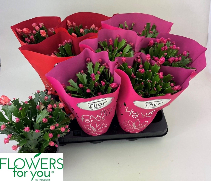 <h4>SCHLUMB GEM 2 KL</h4>