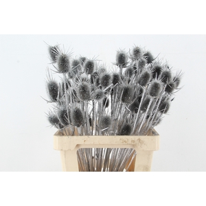 DF Dipsacus Silver Bs