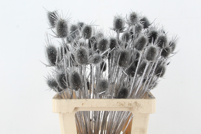 <h4>DF Dipsacus Silver Bs</h4>
