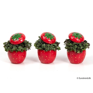 CALLISIA REPENS p6 E 1564 aardbei