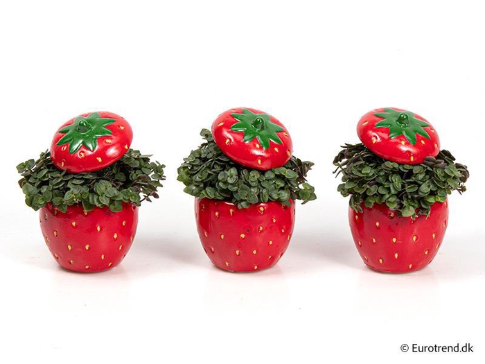 <h4>CALLISIA REPENS p6 E 1564 aardbei</h4>