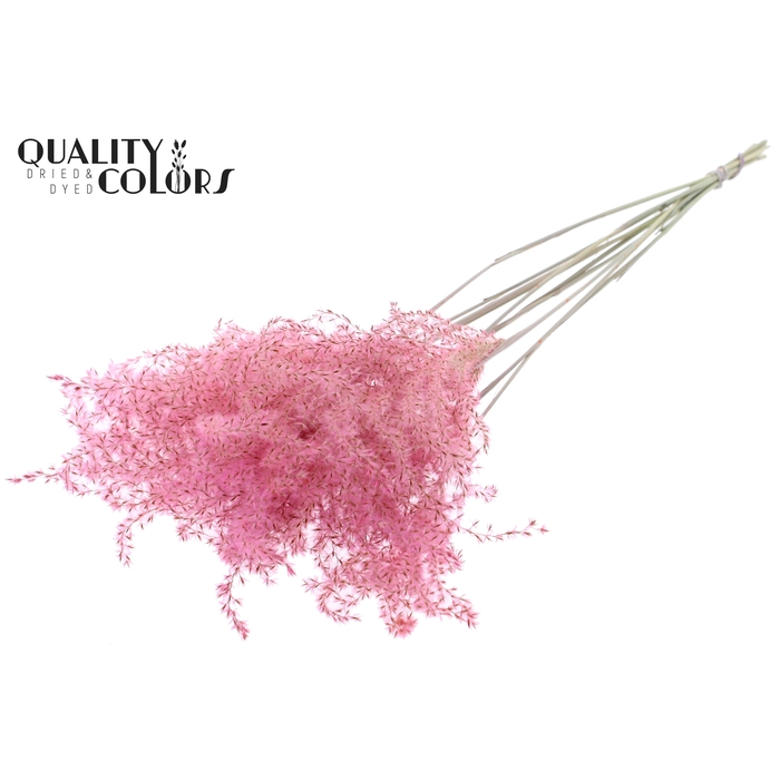 <h4>Miscanthus 5 pcs/bunch Light Pink</h4>