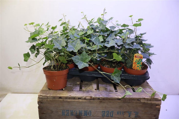 <h4>arr8 Hede Hibernica</h4>