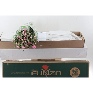 Di Tr Athena x20 Box