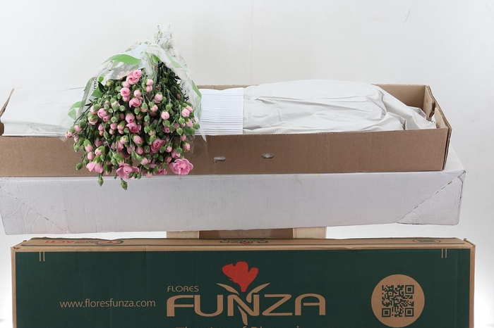 <h4>Di Tr Athena x20 Box</h4>