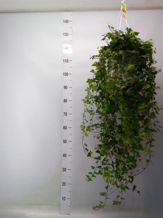 <h4>Hedera helix 'Anna'</h4>