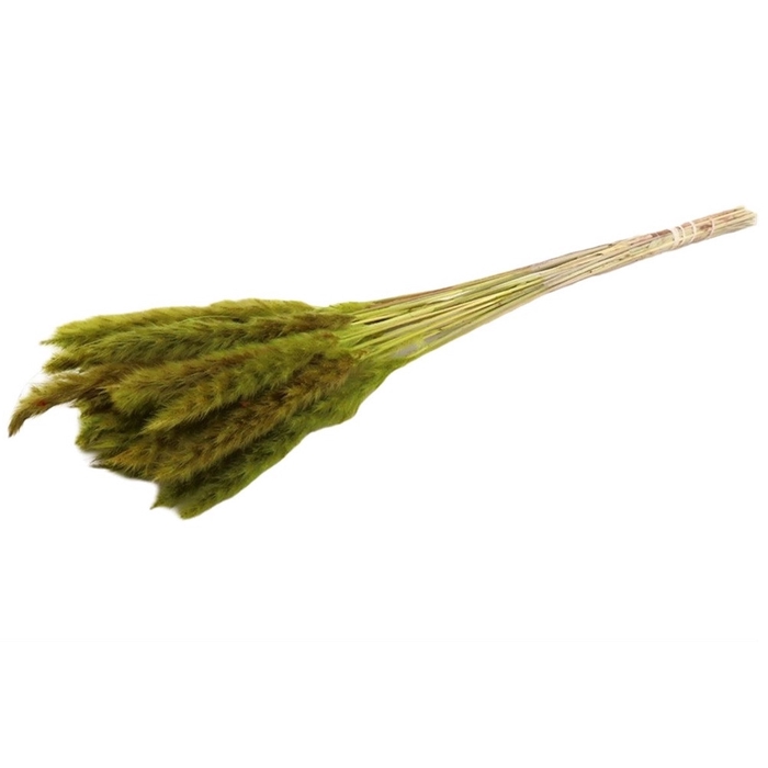 <h4>Dried flowers Pampass grass fluffy 80cm</h4>