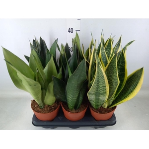 Sansevieria trifa.   ...