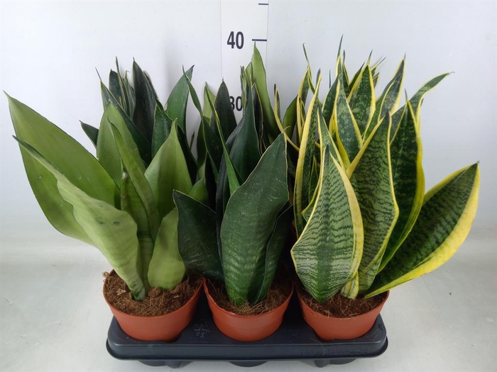 <h4>Sansevieria trifa.   ...</h4>