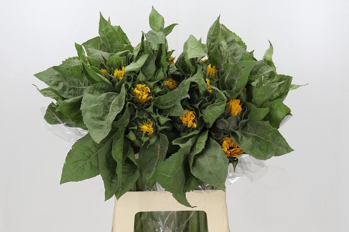 <h4>Helianthus Orange Fire</h4>