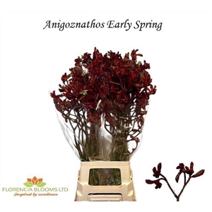 ANIGOZ EARLY SPRING