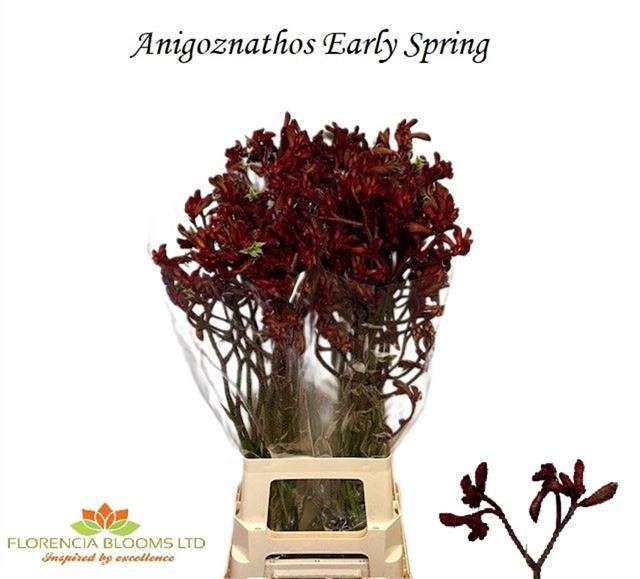 <h4>ANIGOZ EARLY SPRING</h4>