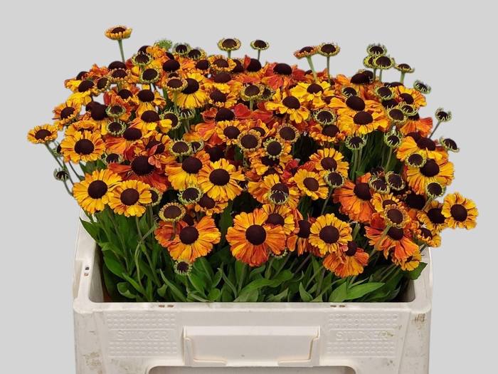 <h4>HELEN AUTUMN FLIRT</h4>