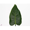 Philodendron Green Beauty MDK