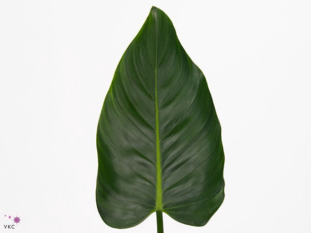 Philodendron Green Beauty MDK