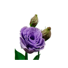 LISIANTHUS AQUARELA III LAVANDER LILÁS 070 CM