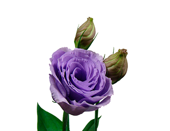 <h4>LISIANTHUS AQUARELA III LAVANDER LILÁS 070 CM</h4>