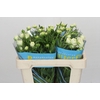 Ranunculus Butterfly Ninos