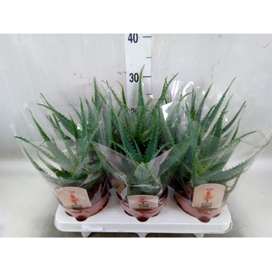 Aloe arborescens
