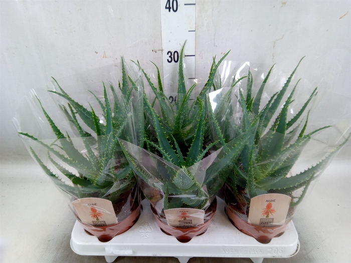 <h4>Aloe arborescens</h4>