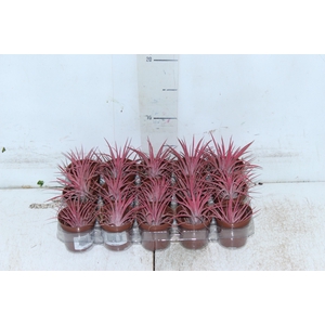 BROMELIA TILLANDSIA IONANTHA VB P05
