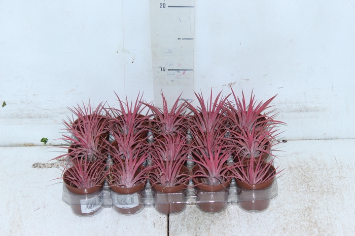 <h4>BROMELIA TILLANDSIA IONANTHA VB P05</h4>