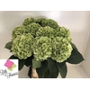 Hydrangea verena classic