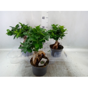 Ficus microcarpa 'Ginseng'