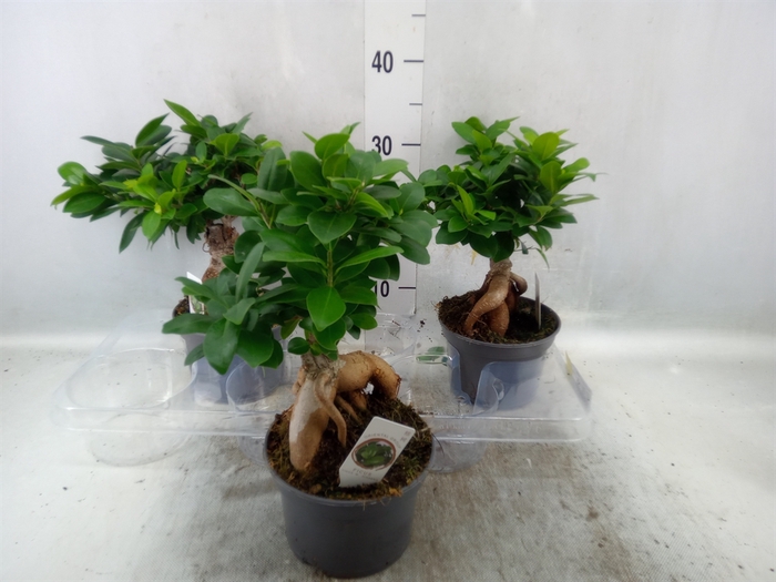 <h4>Ficus microcarpa 'Ginseng'</h4>