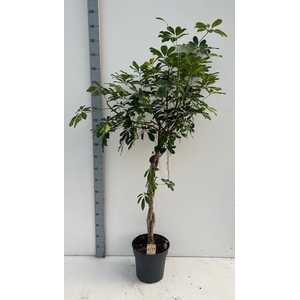 SCHEF AR GOLD CAPELL