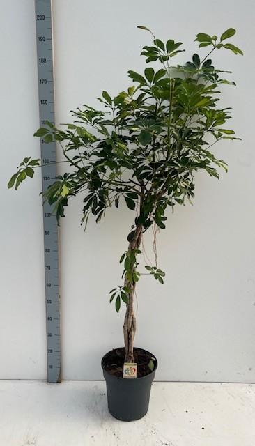 <h4>SCHEF AR GOLD CAPELL</h4>