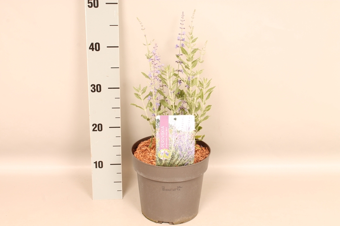 <h4>vaste planten 19 cm  Perovskia Little Spires</h4>