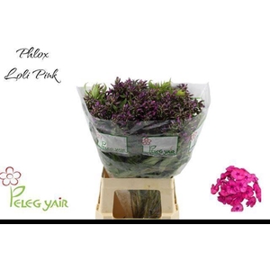 PHLOX P LOLLIPINK