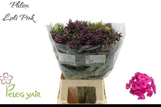 <h4>PHLOX P LOLLIPINK</h4>
