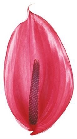 <h4>Anth Xl Xavia Long Stem</h4>