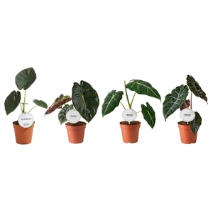 Alocasia Mix Hoog