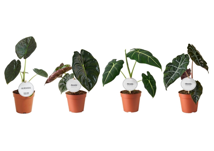 <h4>Alocasia Mix Hoog</h4>