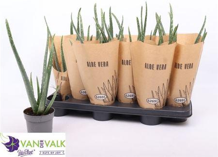 <h4>Aloe Vera</h4>