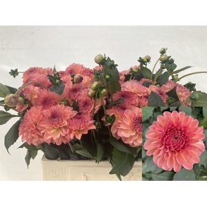 Dahlia Sebastian Punthuis